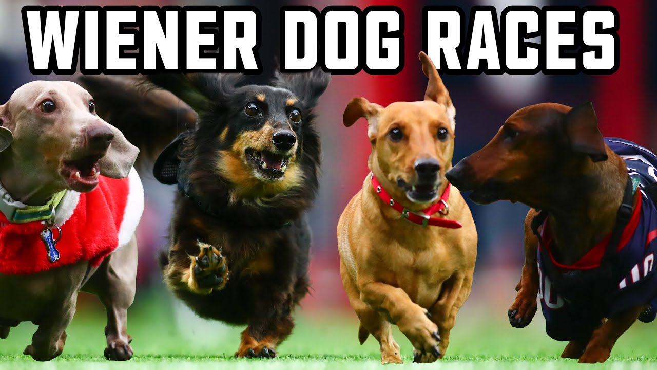 Ежегодные собачьи бега Houston Texans Wiener