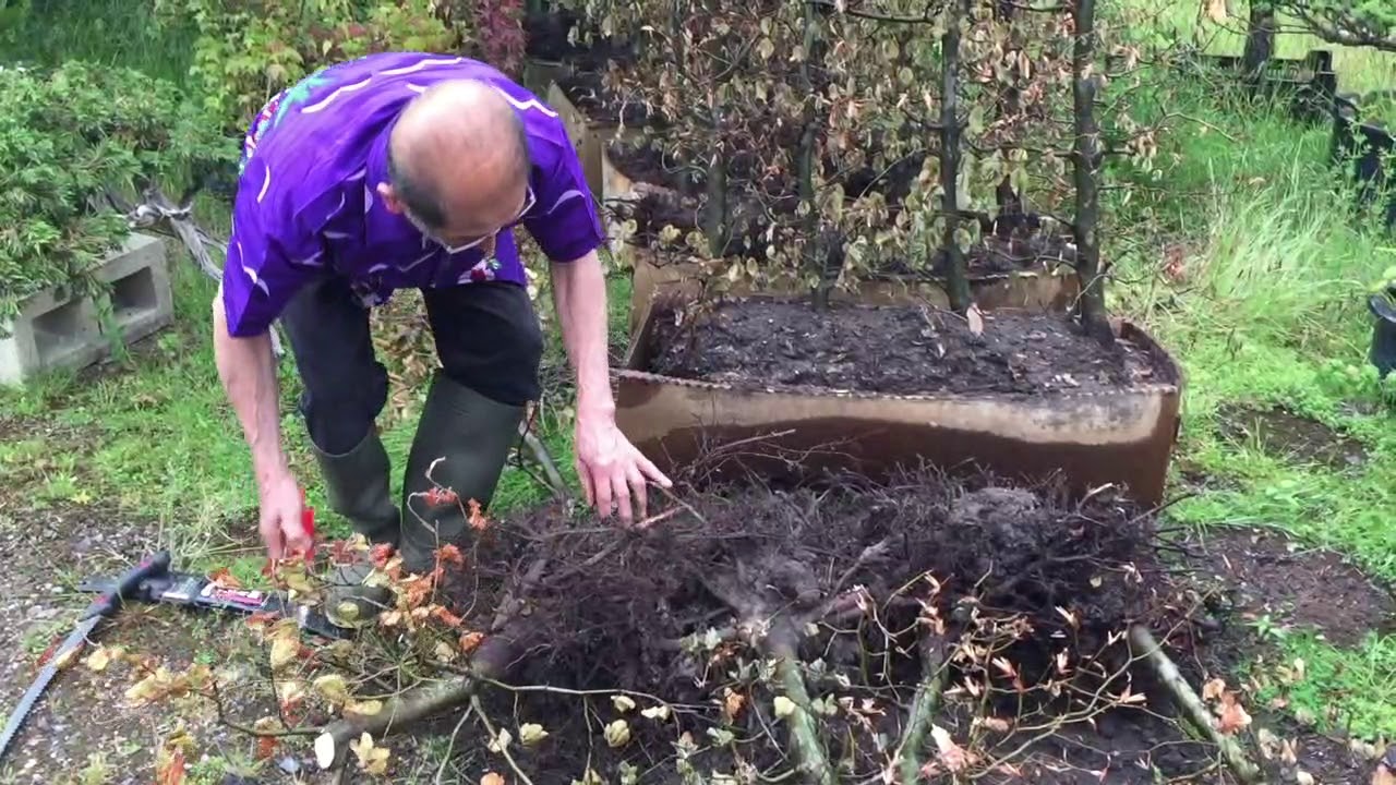 Бонсай бесплатно — Буковые деревья