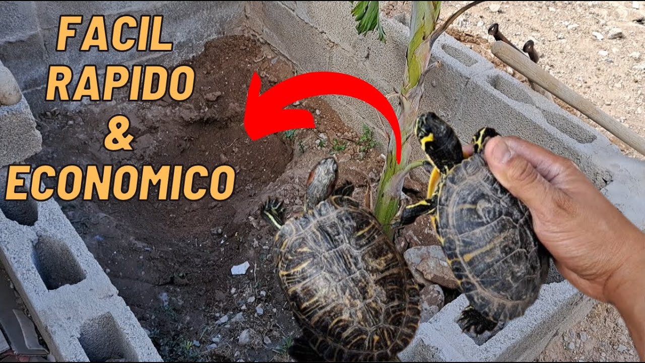 Haciendo un ESTANQUE para las tortugas NUEVAS! 🐢 #reptiles #tortuga