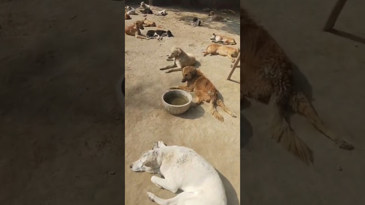 delhi animal home | animal shelter | seva sarathi #love #care #shorts home for animals #cuteanimal
