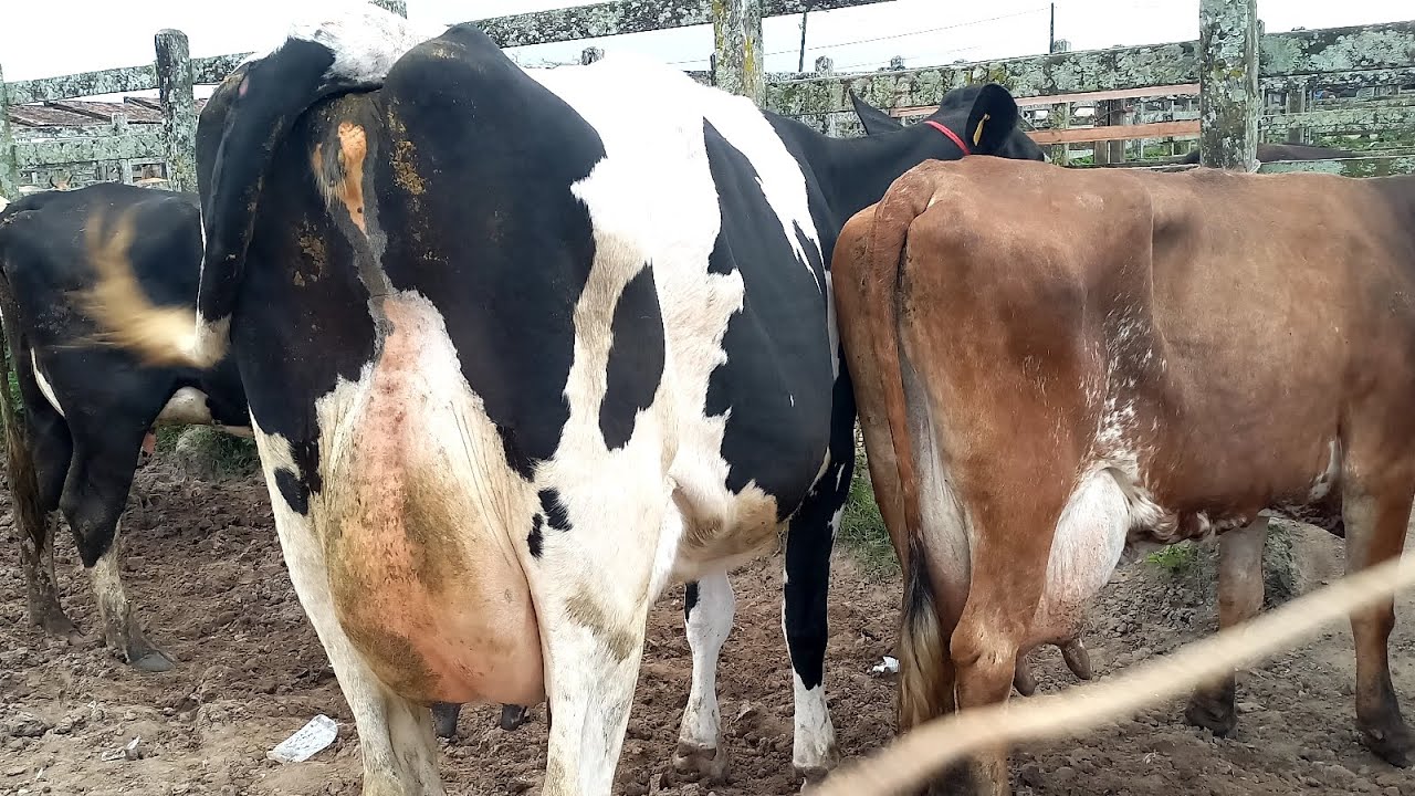 Feira das Vacas Leiteiras Capoeiras Pe.19/09/25