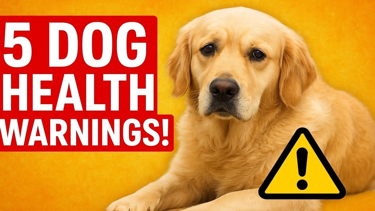 5 Dog Health Warnings Every Owner Ignores (But Shouldn’t!)