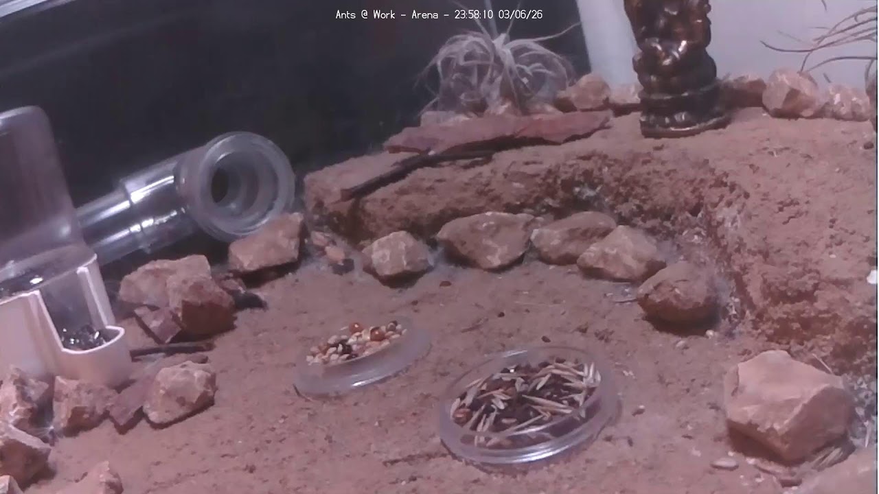 🐜 Arena, Day 1960 #2, Messor Barbarus Ant Farm Video Diary