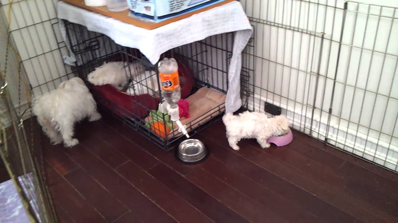 2 month old pups Maltese