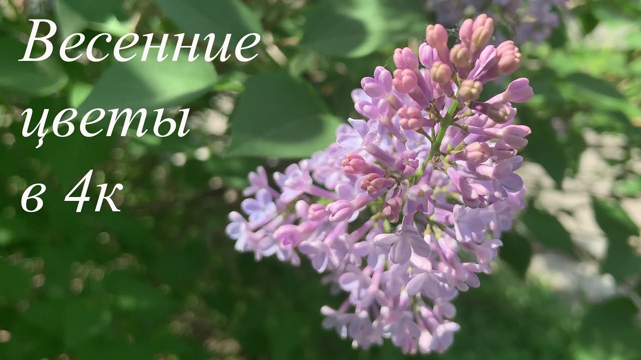 Весенние цветы в 4к | Spring flowers in 4k. Relax