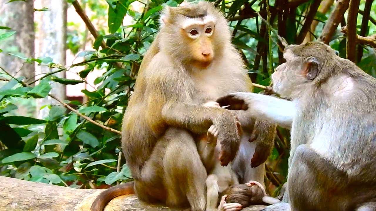 Great Gesture! Monkey Piper Gently Greets Baby Rina as Mom Rose Watches Closely