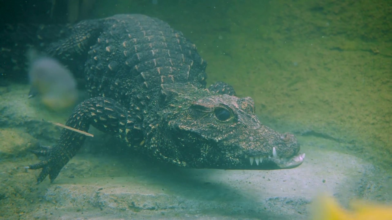 Dwarf Crocs Chillin' In Africa Rocks