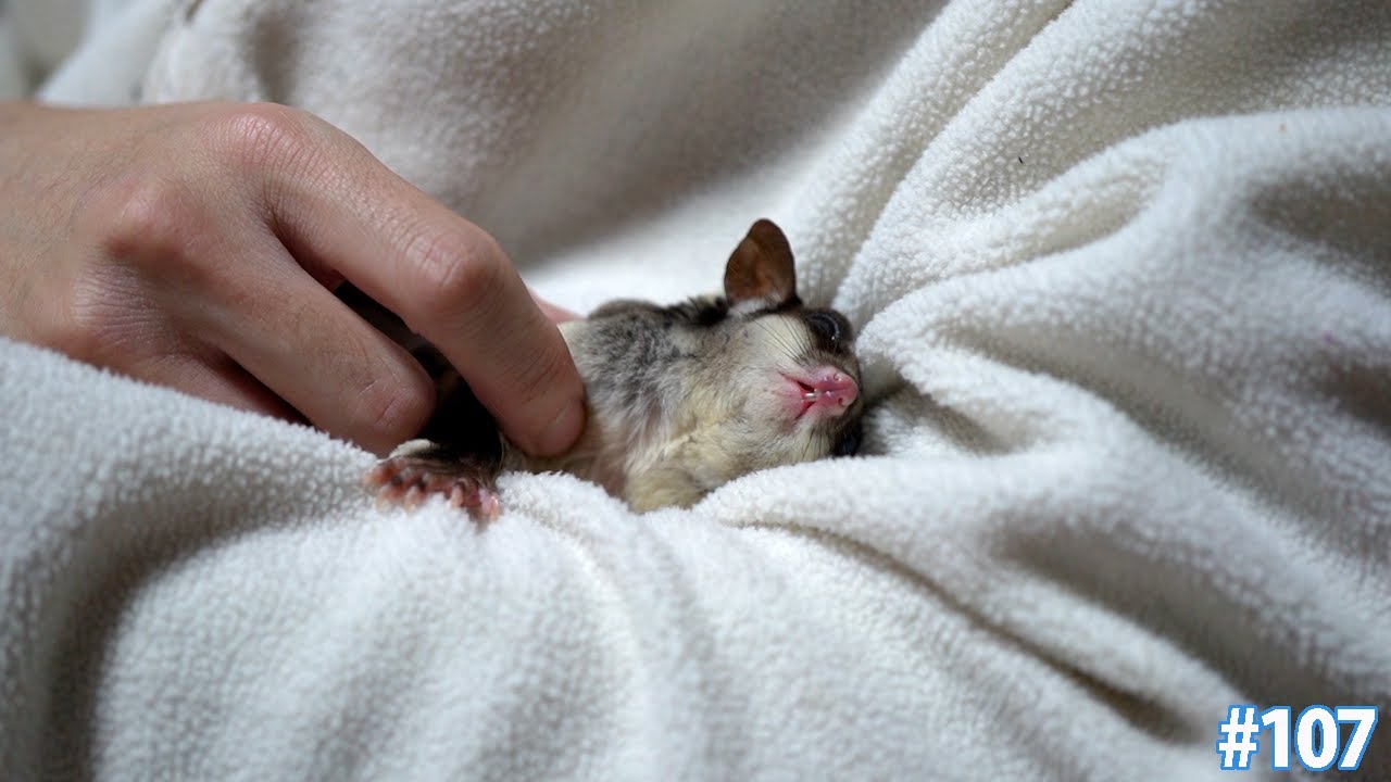 フクロモモンガ(モモ)がベタ慣れになった飼い方