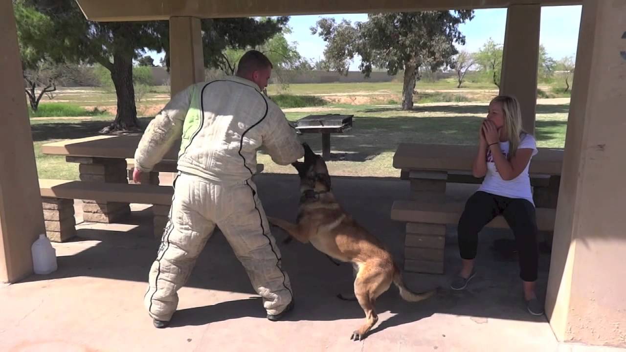Family Protection Dog Gero