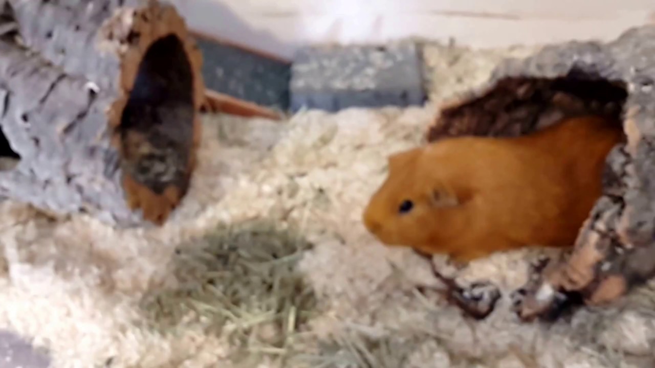 Meerschweinchen Gehege reinigen Teil 1