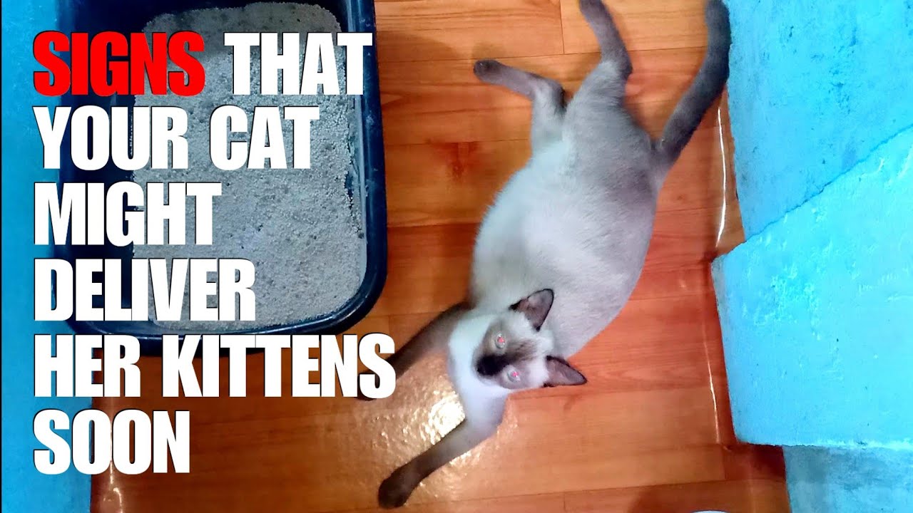 CAT LABOR SIGNS