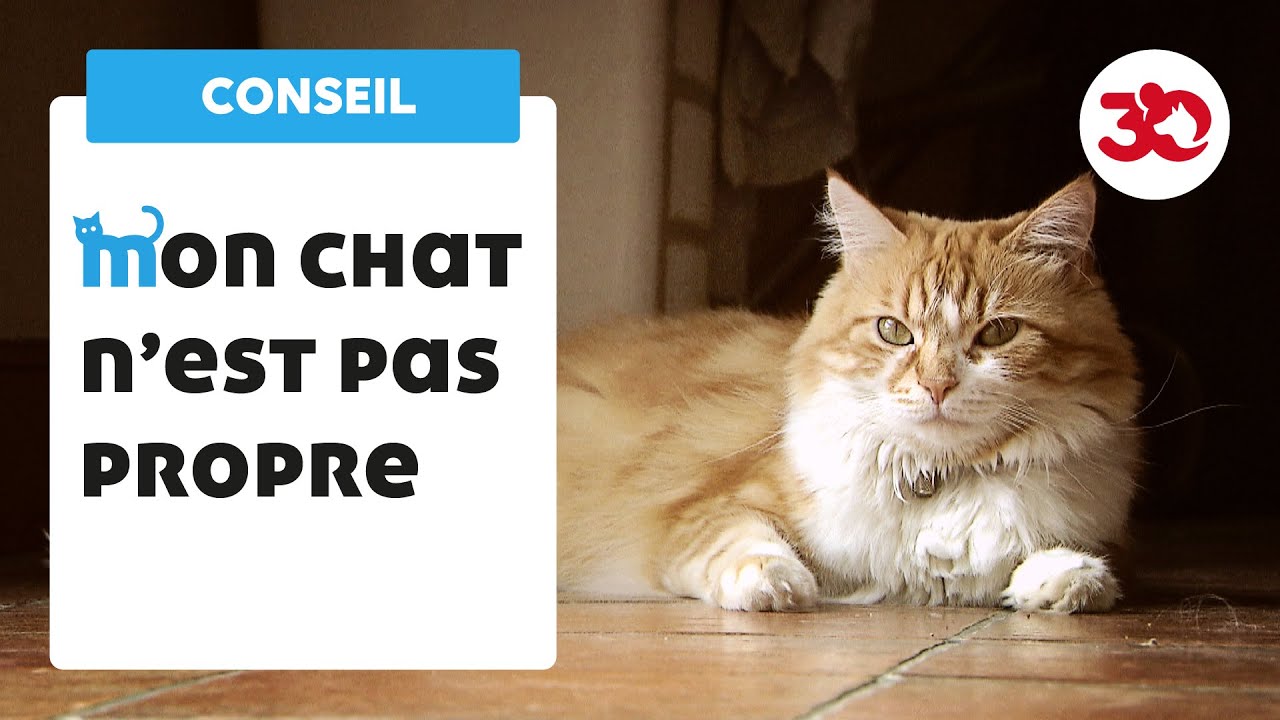Mon chat n’est pas propre : que faire ?