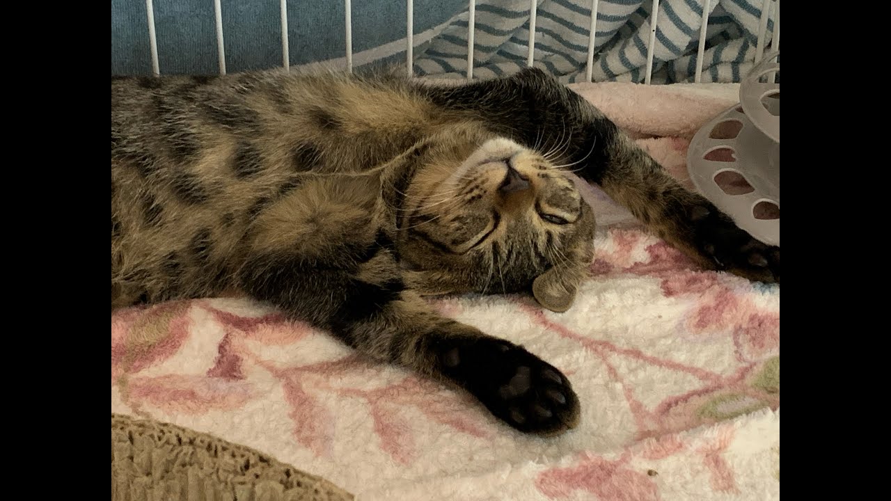 夜の保護猫ハウス　Saved Cats’ House “Shinshu-Nekobiyori” at night