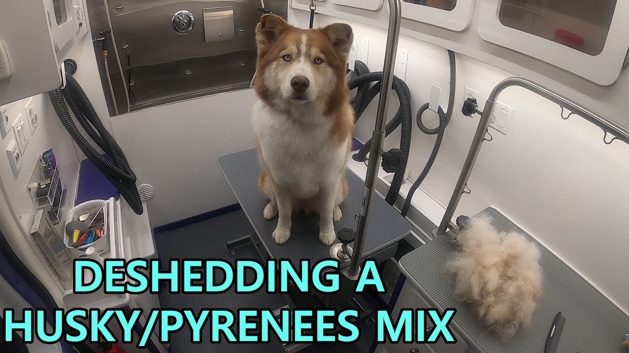 Beautiful Husky / Great Pyrenees Mix Gets Groomed | Satisfying Deshed