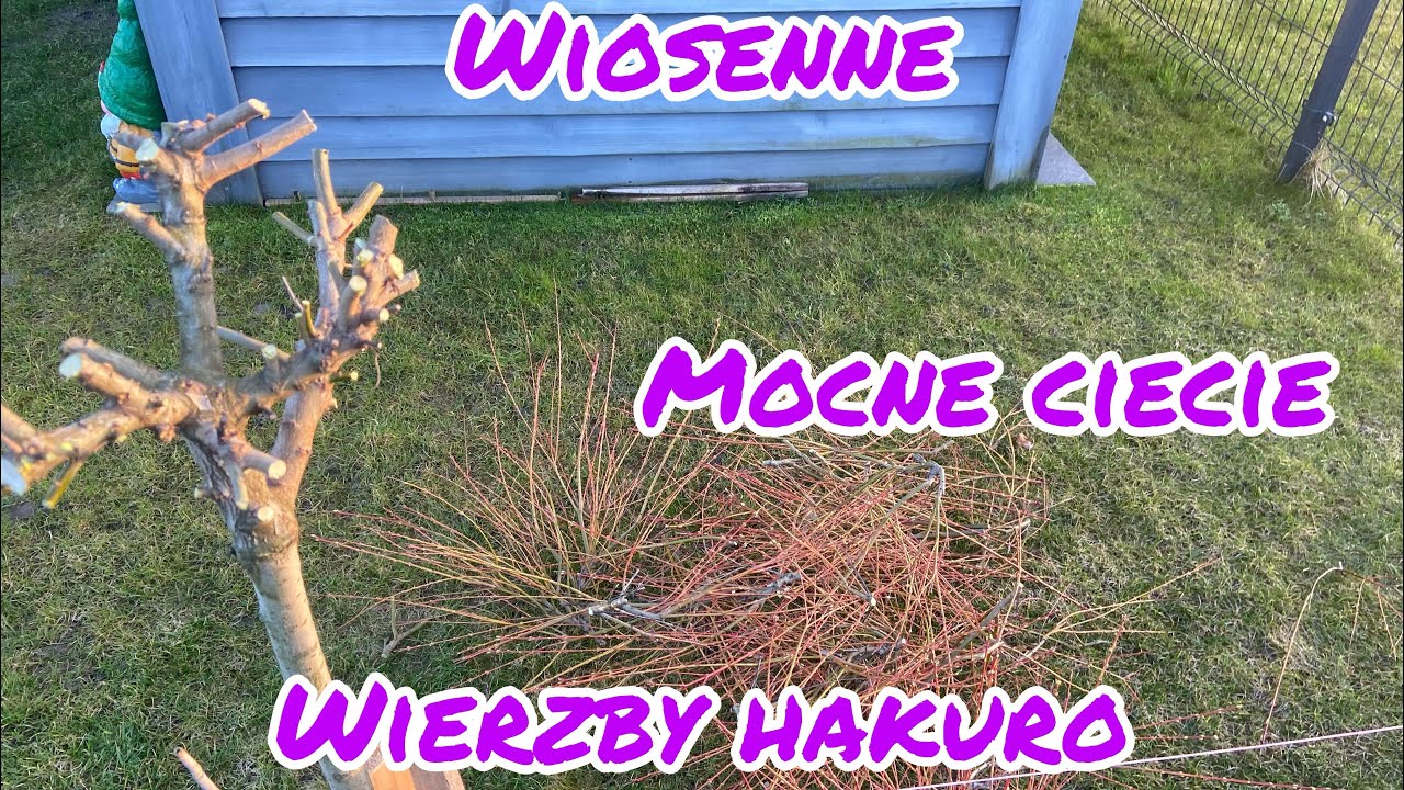 Cięcie wierzby Hakuro po zimie - wiosenne przycinanie wierzby japońskiej, kiedy ciąć wierzbę na pniu