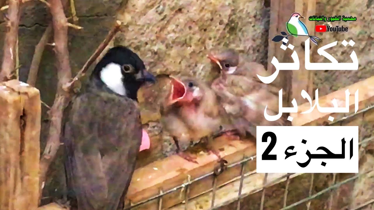 محمية بلابل وطيور عراقية الجزء 2 نصائح حول تربية البلابل داخل المحميات(117)