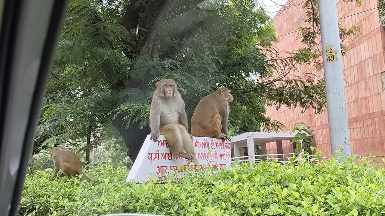 Monkey at Panjab University