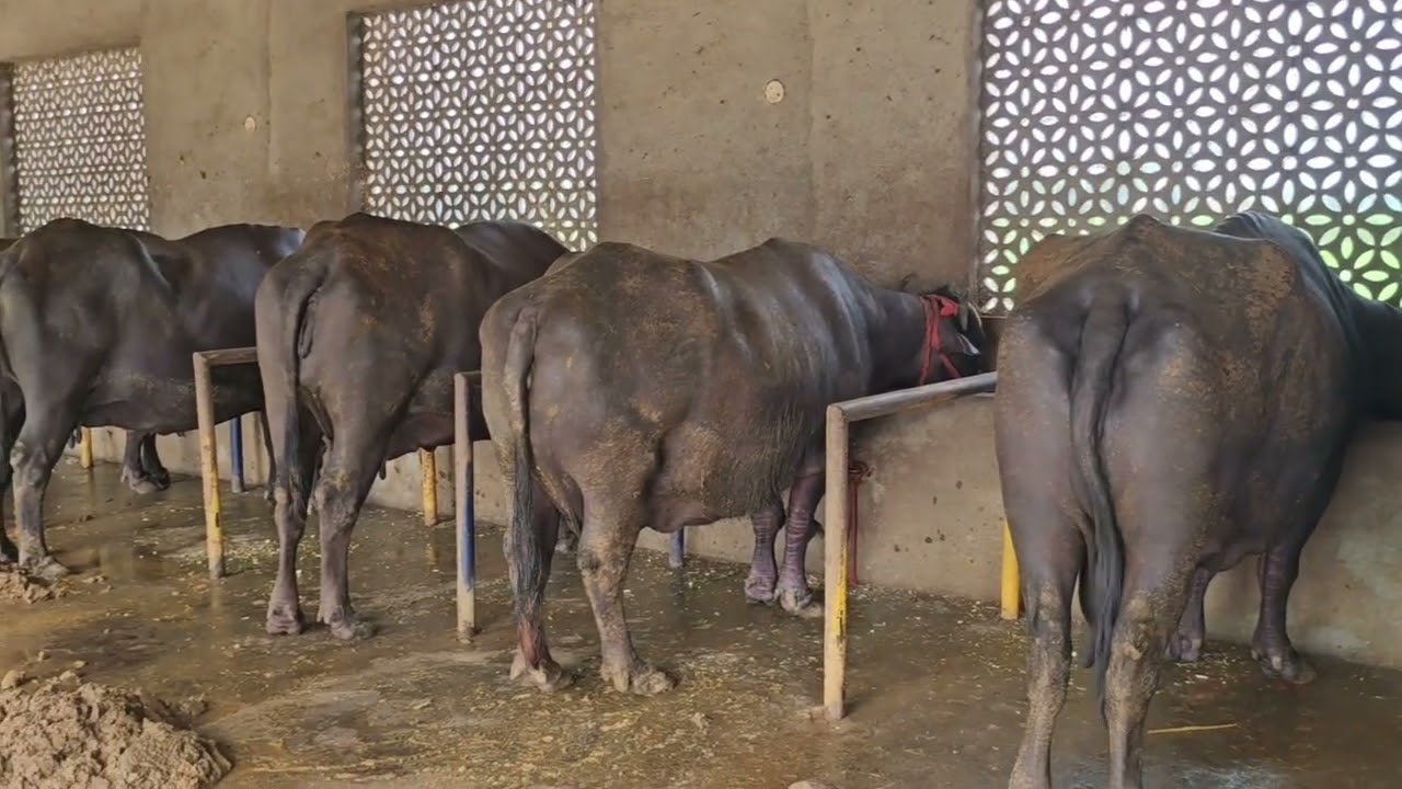 ਸੂਣ ਤੋ ਬਾਅਦ ਜਿਆਦਾ ਦੁੱਧ ਲਈ ਤਿਆਰੀ ਮੱਝਾ ਦੇ ਪਹਿਲੇ 3 ਦਿਨ ਦਾਣਾ ਨਾ ਪਾਉ