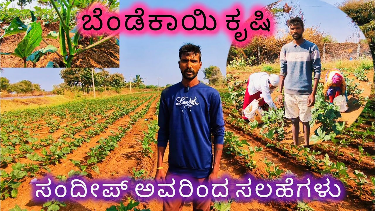 ಬೆಂಡೆಕಾಯಿ ಕೃಷಿ ಸಂದೀಪ್ ಅವರಿಂದ ಸಲಹೆಗಳು | Lady Finger farming  tips from Sandeep