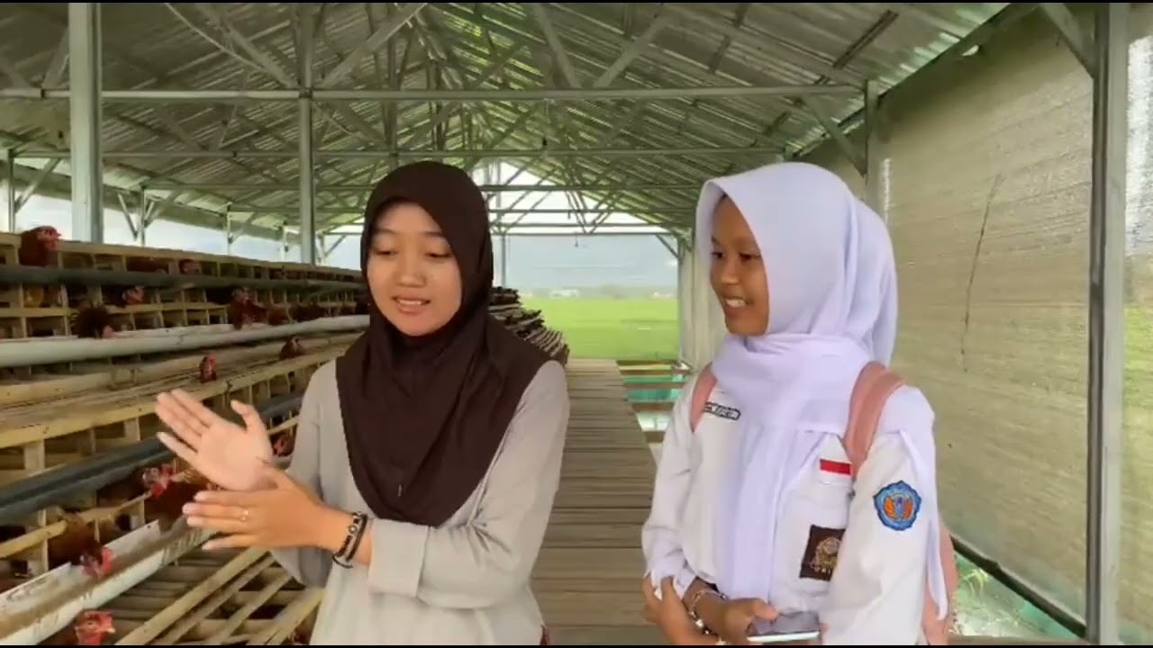 PETERNAKAN AYAM DAN AKTIVITAS PETERNAKANNYA