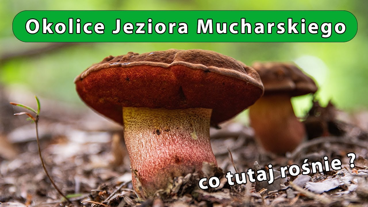 Grzyby - Powiat Wadowicki - Małopolska - 30 czerwca 2024 r.