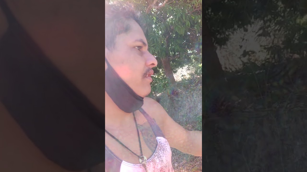 Esse ano a safra tá fraca tem pouca manga Se inscreve e deixa like 