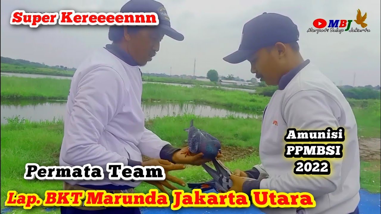 PERMATA TEAM JAKARTA Melatih Jarak 200 M Merpati Balap Sprint