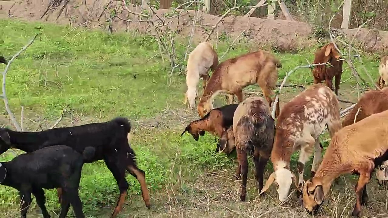 Natural #sheeps #goat #organic #siddipet #shanigaram #karimnagar 