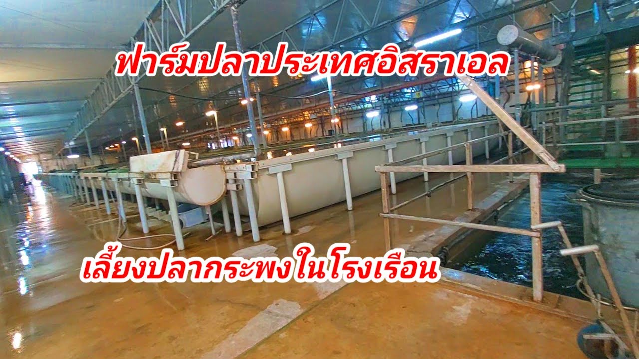 แรงงานไทยในประเทศอิสราเอลทำงานฟาร์มปลาเลี้ยงปลากระพงในโรงเรือน