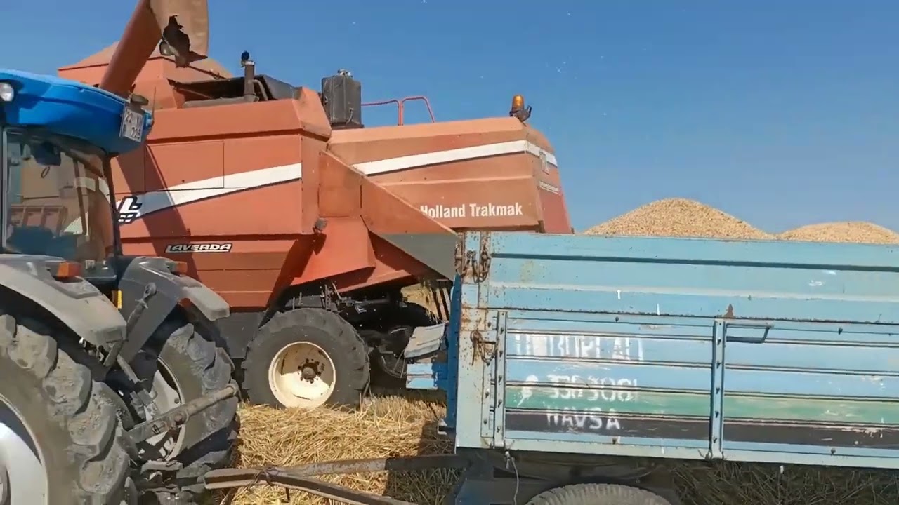 Buğday Hasadı/Laverda21.50 /Landini Powerfarm 75