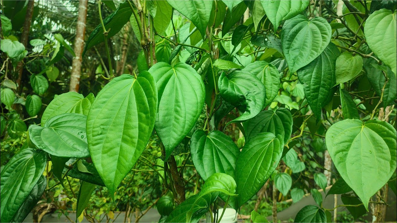 Betel Leaf Cultivation – How Betel Leaves Are Harvested – Betel Leaf Harvest