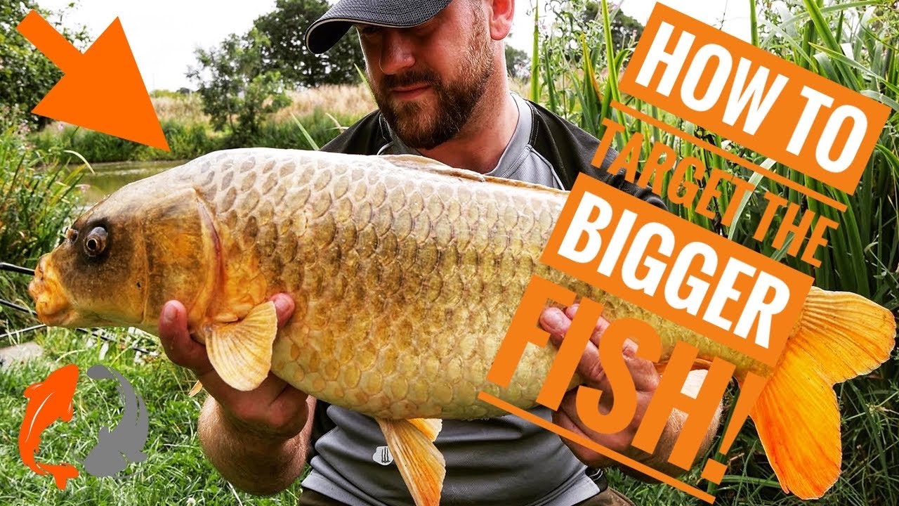 Catching BIG FISH out of a TINY coarse FISHERY!