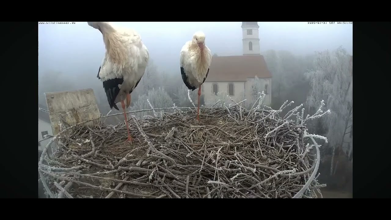 Bociany zimujące w Niemczech w oszronionym gnieździe czekają na powrót wiosny.. 21.02.26🌿