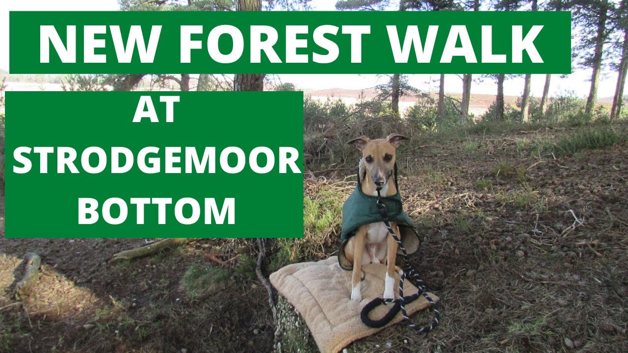 NEW FOREST WALK at STRODGEMOOR BOTTOM & SMUGGLERS ROAD