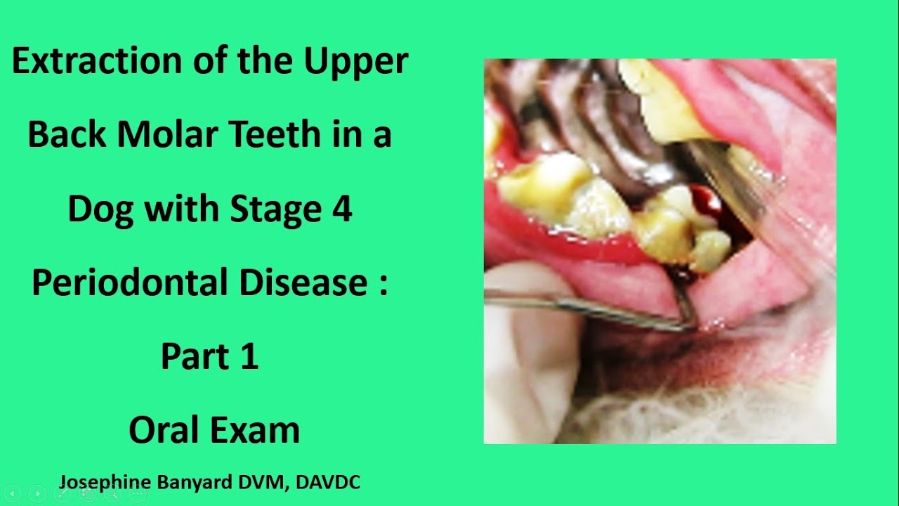 Extraction in a dog with stage 4 periodontal disease: Part 1 Oral Exam