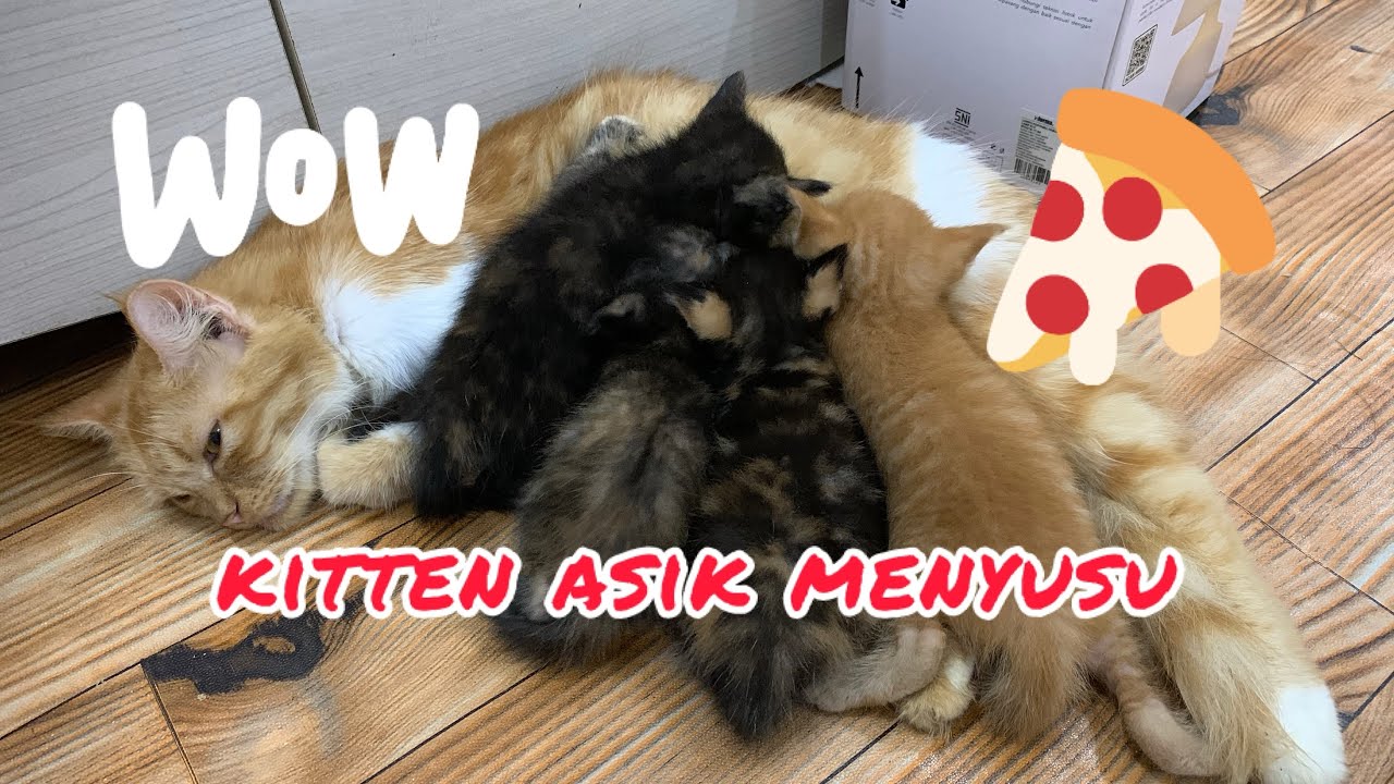 Kutu Terlihat Saat Kitten Sedang Menyusu