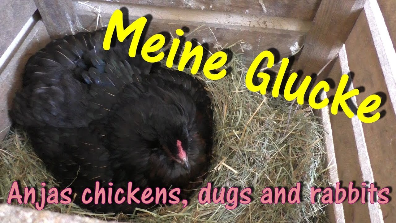 Meine Araucana Glucke / Mein Araucana- Huhn, das br&uuml;tet