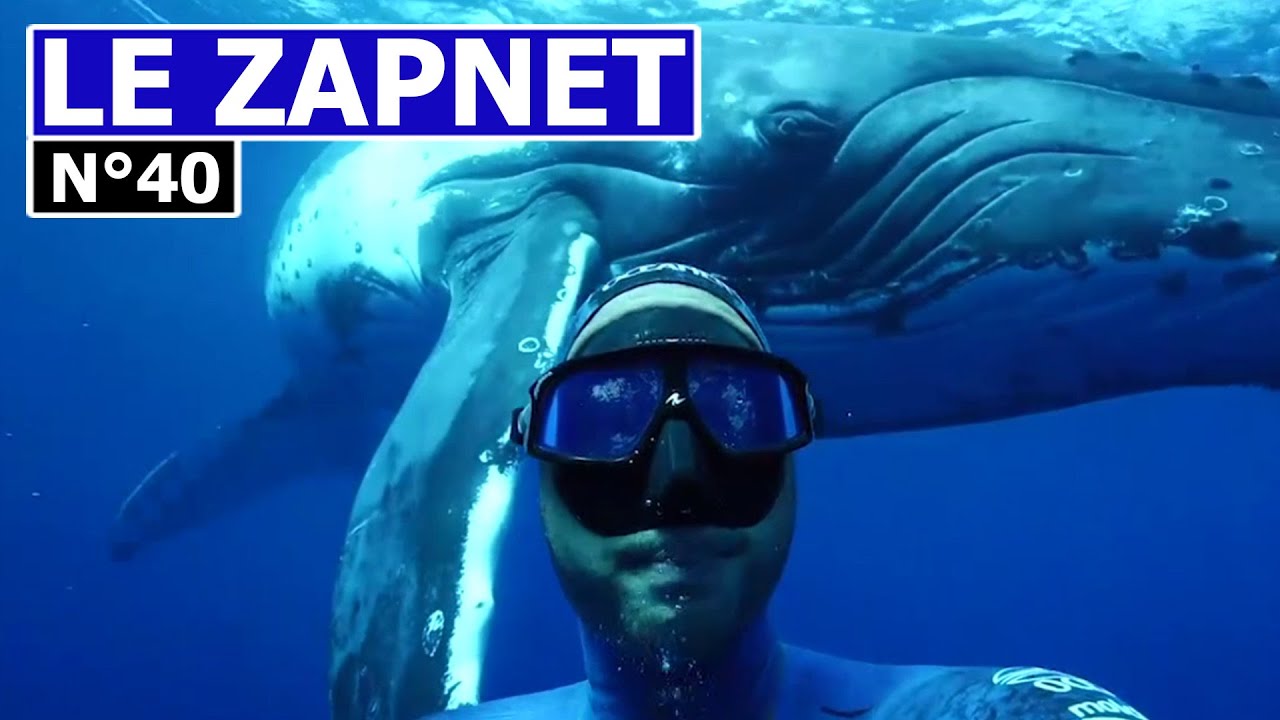 ZAPNET - LE ZAPPING DU WEB (N°40)