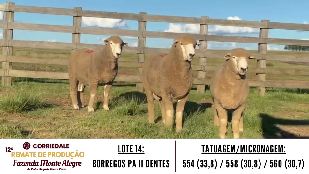 LOTE 14 BORREGOS PA II DENTES   ALTA