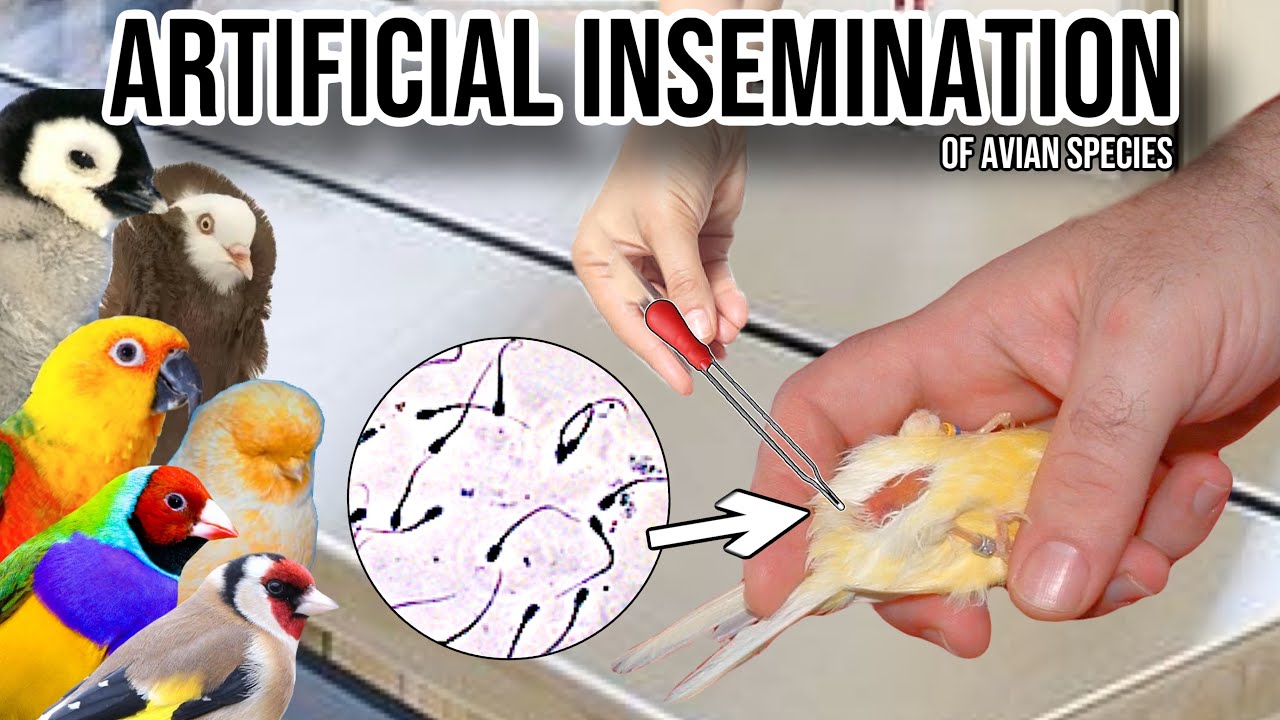 Artificial Insemination in Birds - Andrea Cabibi Taxonyx | N&N ZR