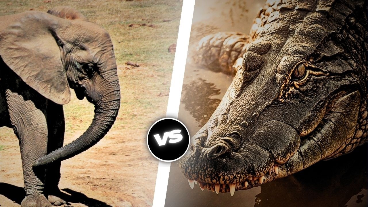 &Eacute;l&eacute;phant vs Crocodile : Qui sortira vainqueur ?