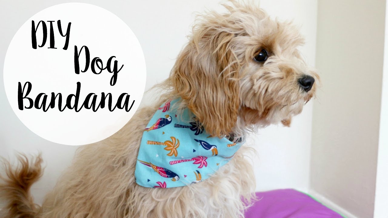 DIY Dog Bandana - No Sew