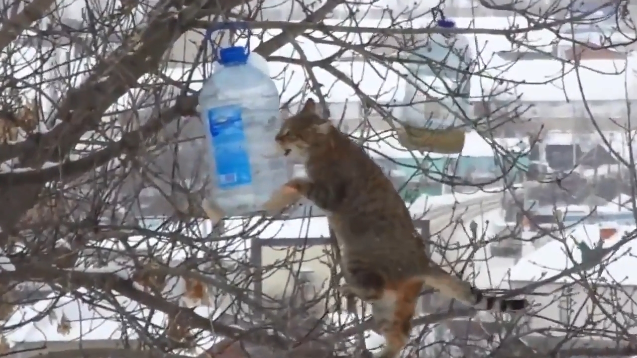 Кот экстремал ворует сало из кормушки для птиц