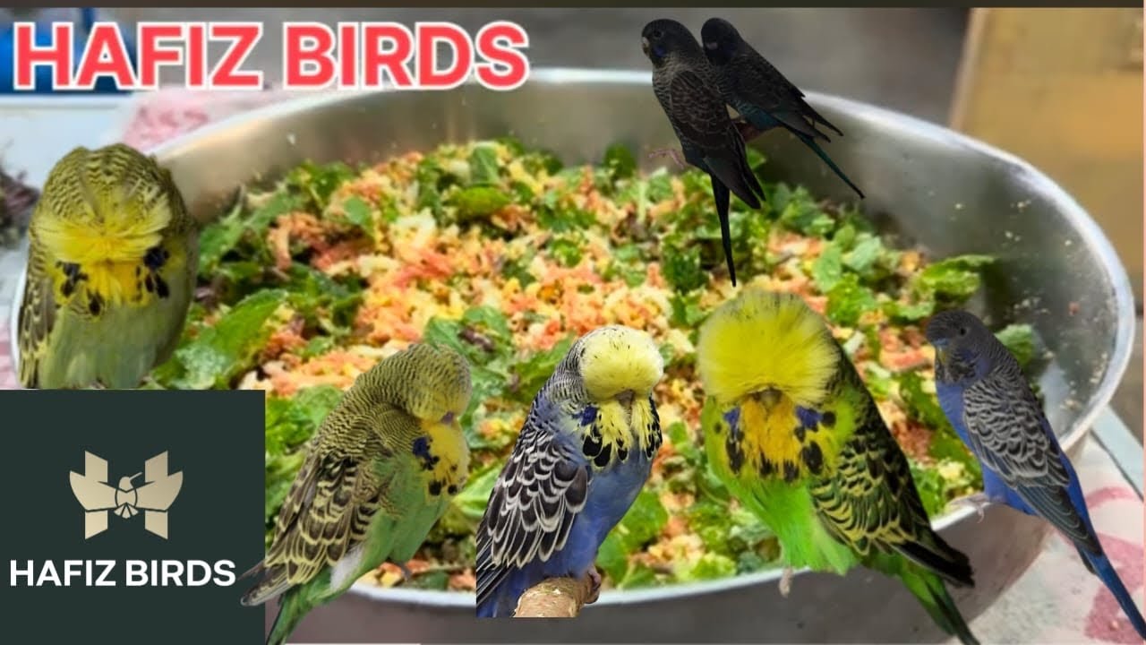 Mint for small birds |HAFIZ BIRDS 