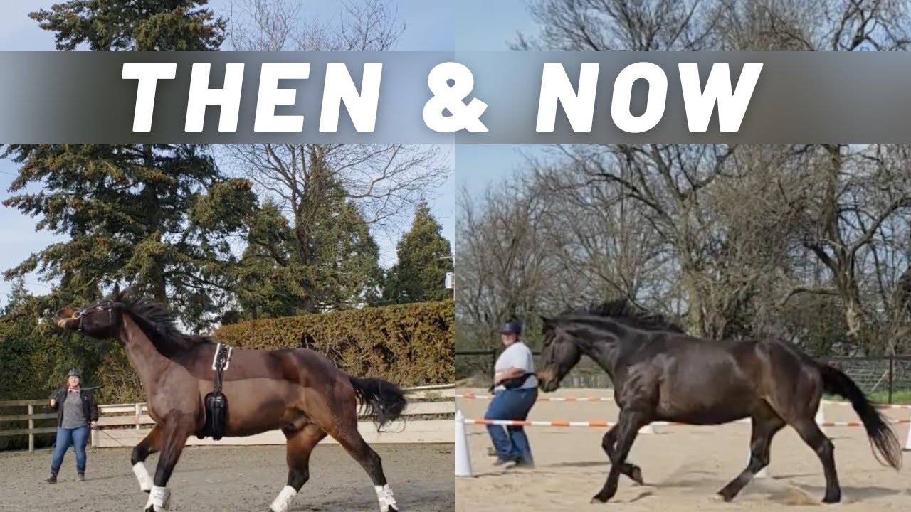 Then & Now - Traditional Lunging vs the Reverse Roundpen (R+ Horsemanship)