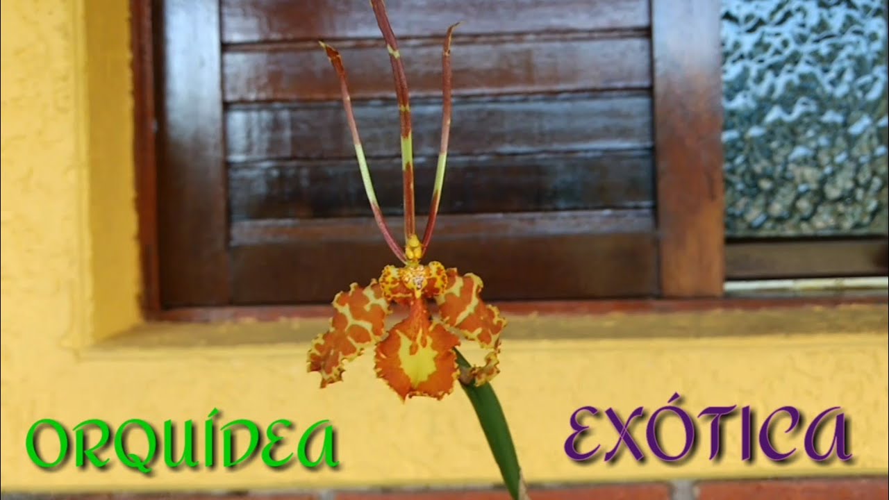 ORQUÍDEA MARIPOSA EXÓTICA e FLORESCE O ANO INTEIRO - Nova Orquídea na Coleção 4