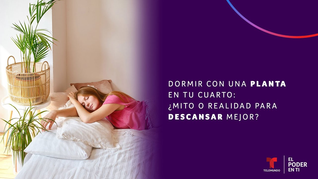 Dormir con una planta en tu cuarto: ¿mito o realidad para descansar mejor?