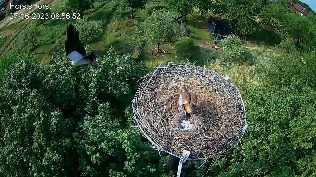2023 06 27 NILGÃNSE brüten im STORCHENNEST