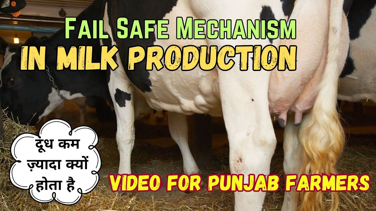 #Glucose & #Metabolizable Energy in Dairy Cows | Punjab Farmers  ग्लूकोज़ कम हुआ तो दूध कम हो जाता है