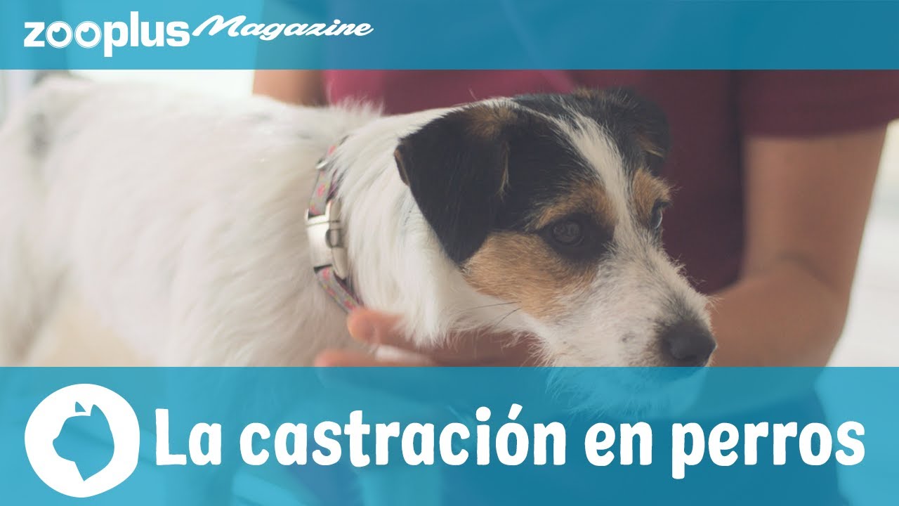 La castración en perros: motivaciones, procedimientos, pros y contras